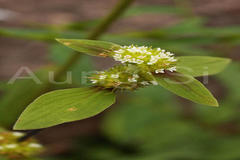 Mitracarpus villosus